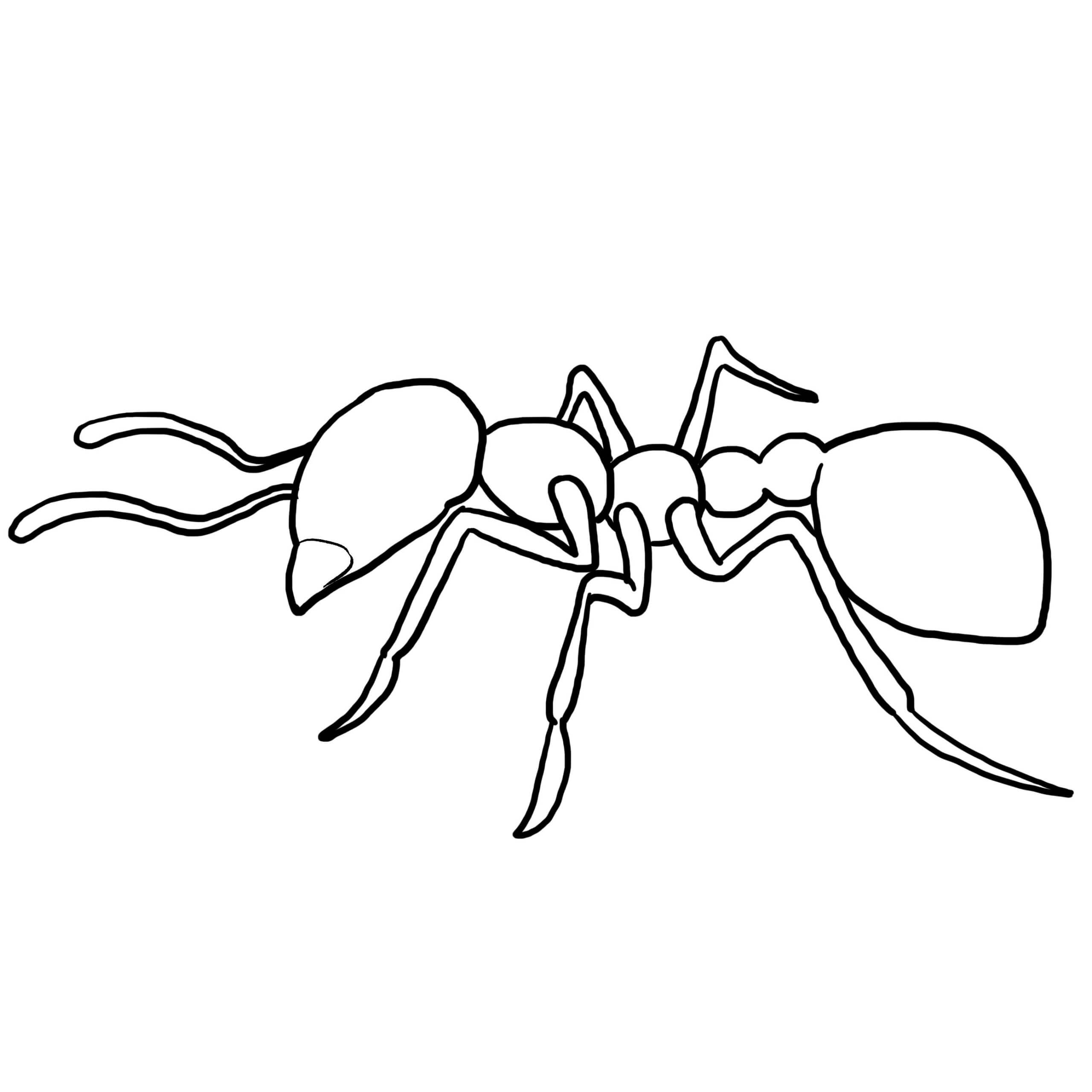 dibujo contorno de hormiga para colorear