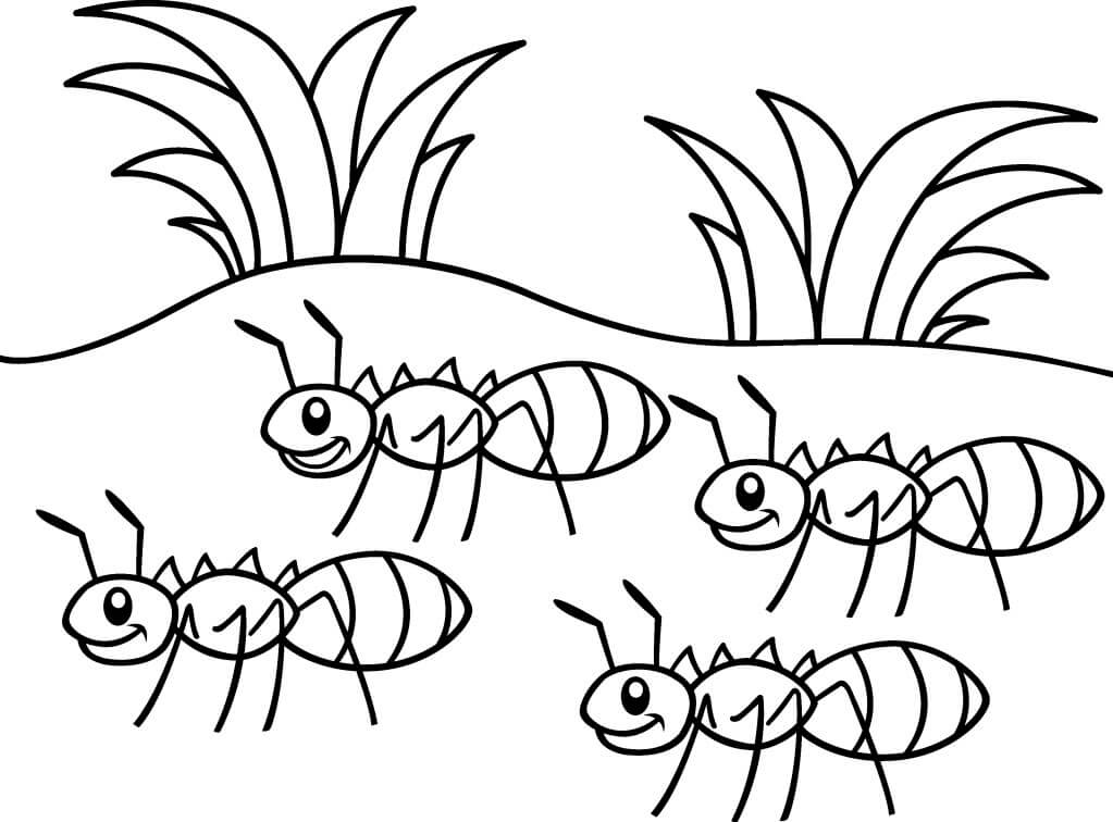 dibujo cuatro hormigas para colorear