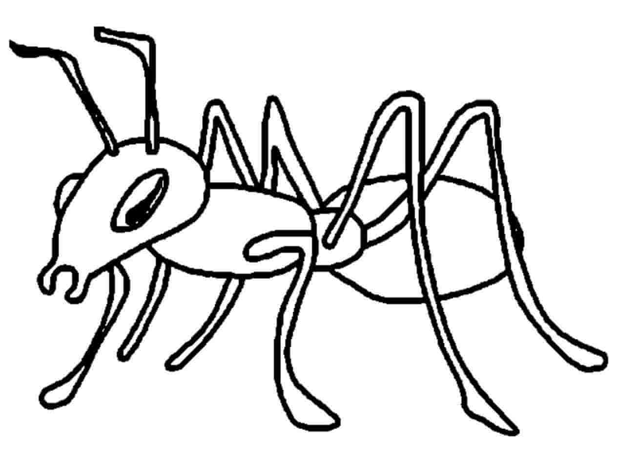 dibujo dibujar a mano hormiga para colorear