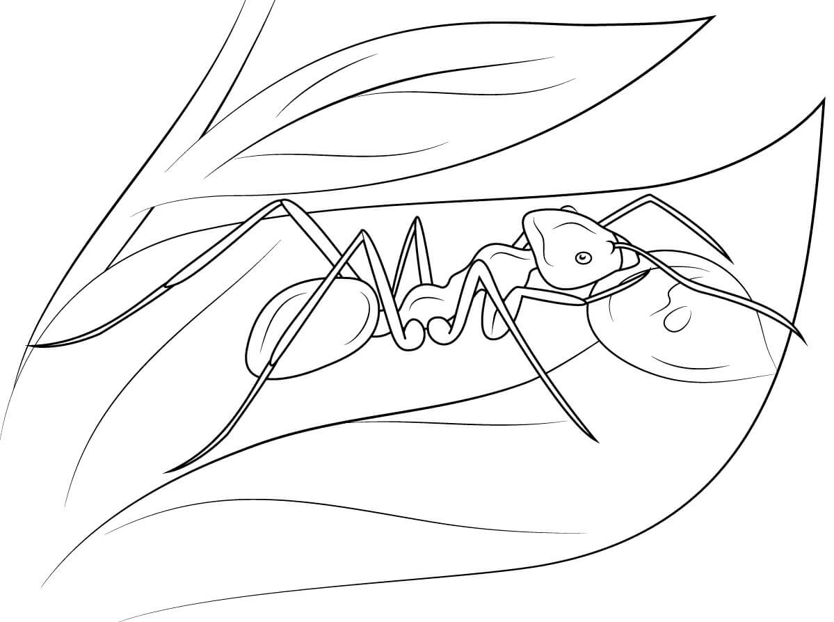 dibujo hormiga en hoja para colorear