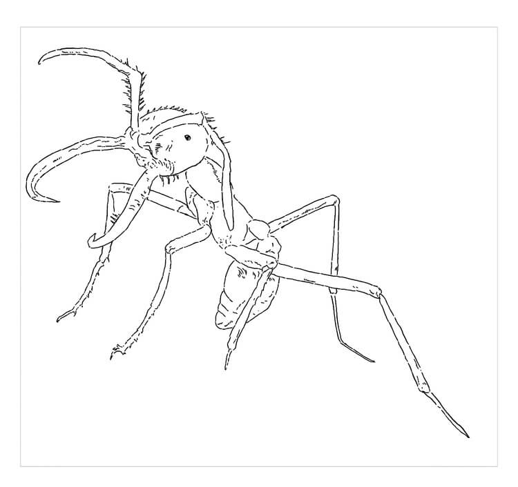 dibujo hormiga perfecta para colorear