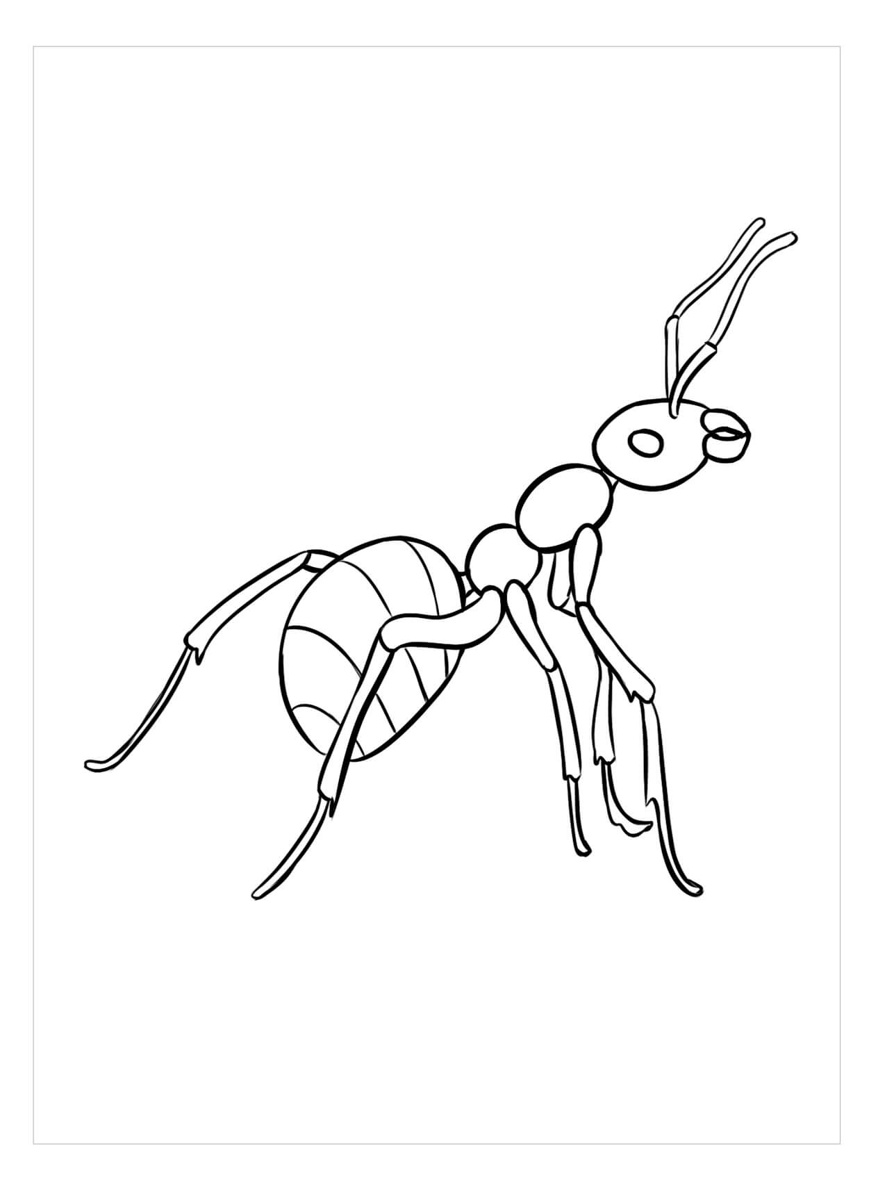 dibujo imagenes gratis de hormigas para colorear