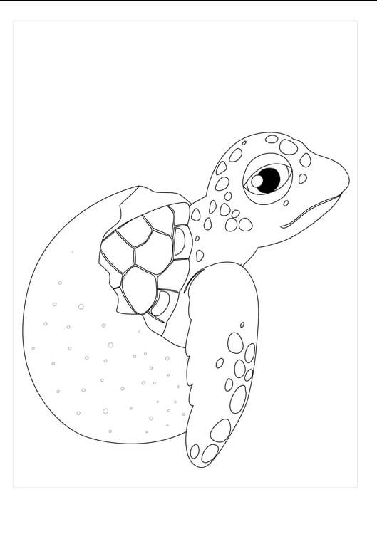 dibujo tortuga en huevo roto para colorear