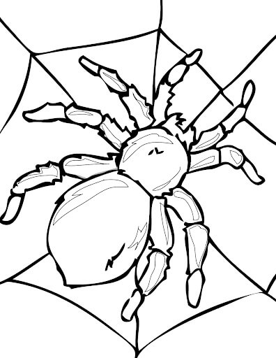 Dibujo de Araña para Colorear y Imprimir