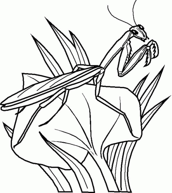 Dibujo de Mantis En Hojas para Colorear y Imprimir