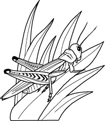 Dibujo de Saltamontes sobre Hierba para Colorear y Imprimir