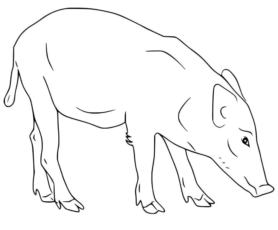 Dibujo de Gran Jabalí para Colorear y Imprimir