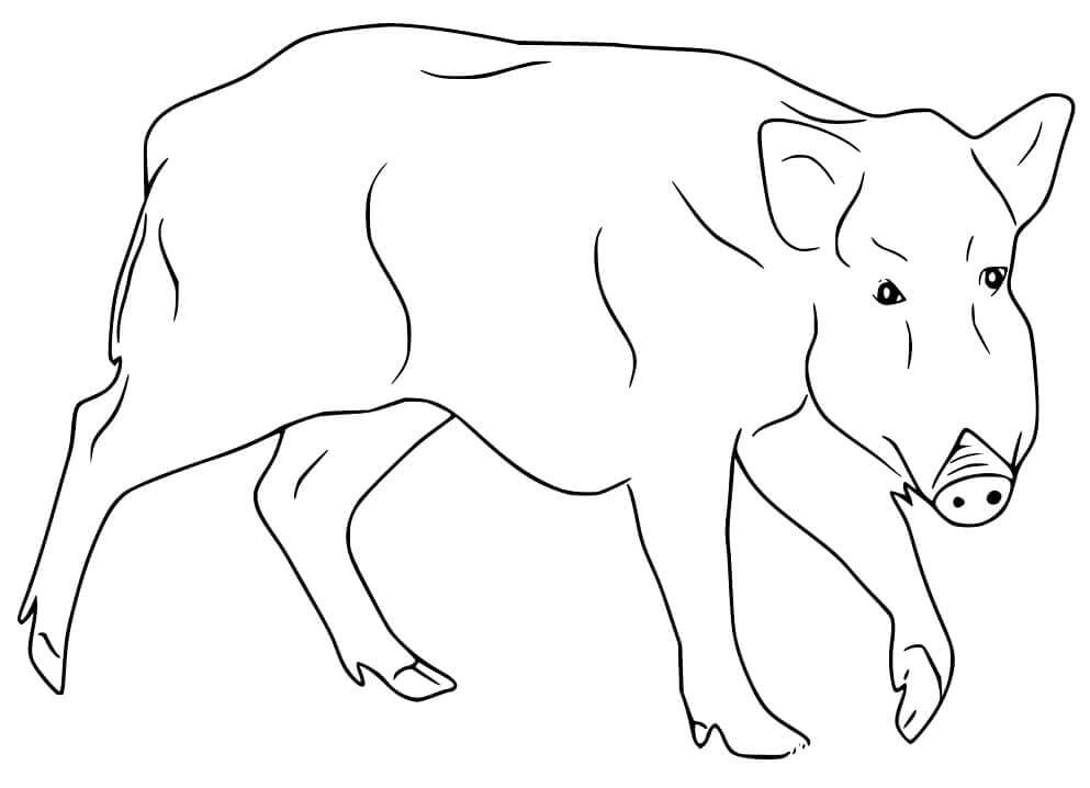 Dibujo de Hermoso Jabalí para Colorear y Imprimir