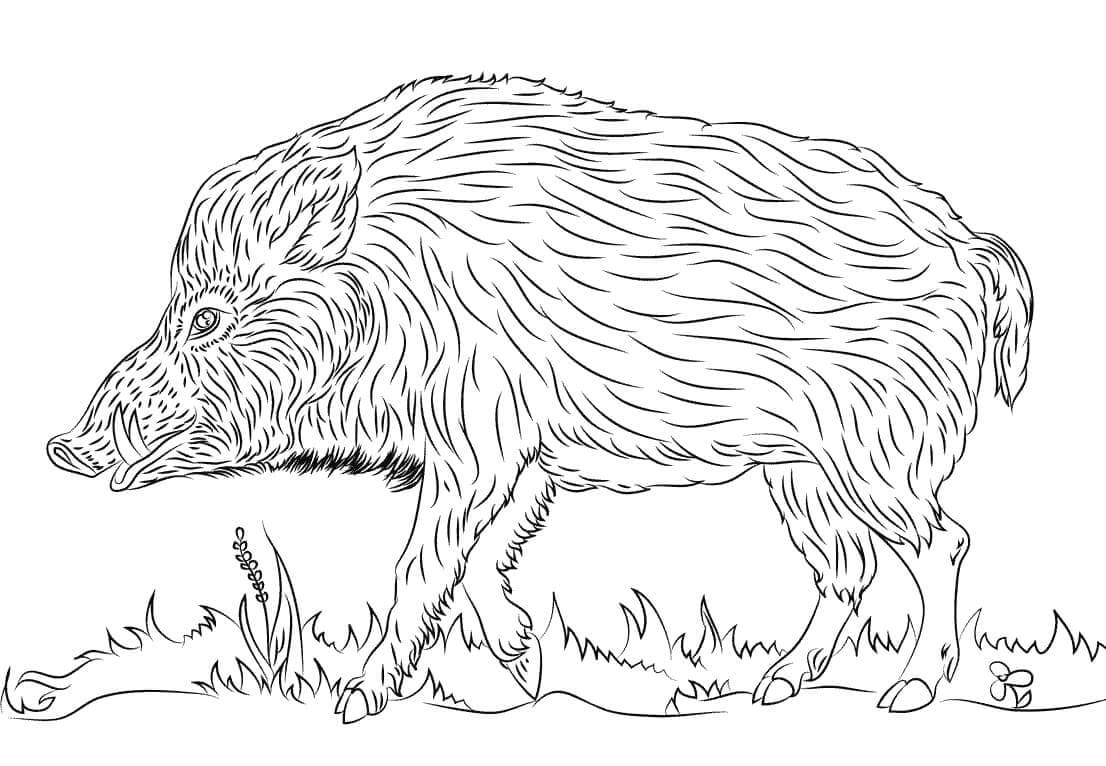 Dibujo de Jabalí Adulto para Colorear y Imprimir