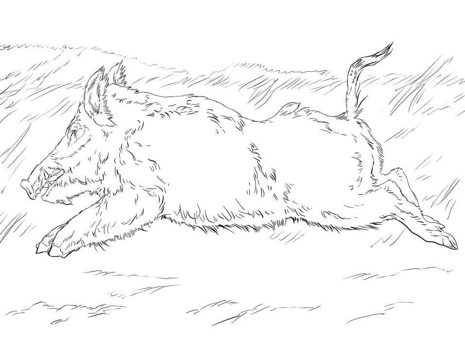 Dibujo de Pequeño Jabalí Corriendo para Colorear y Imprimir