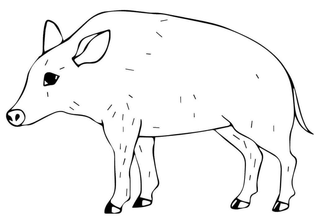 Dibujo de Pequeño Jabalí para Colorear y Imprimir