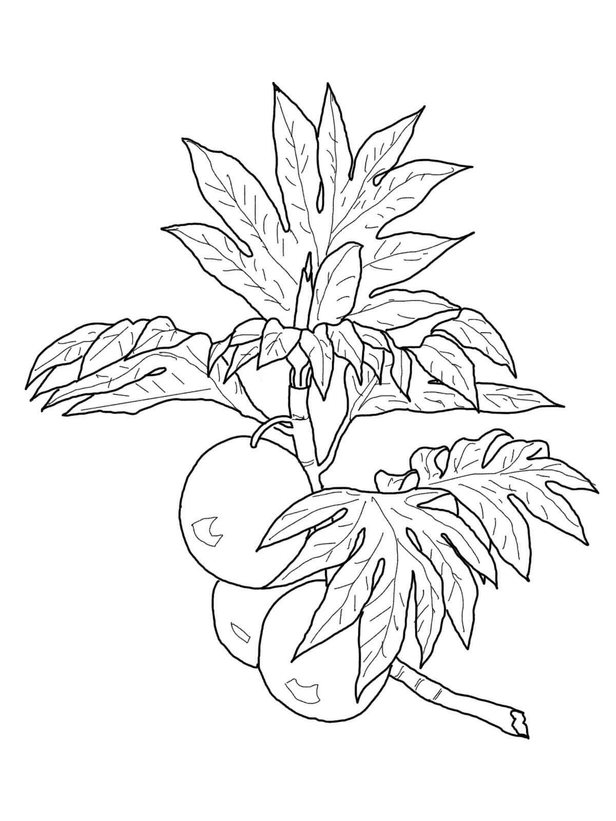 dibujo arbol de kumquat normal para colorear
