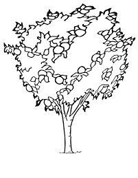dibujo arbol kumquat para colorear