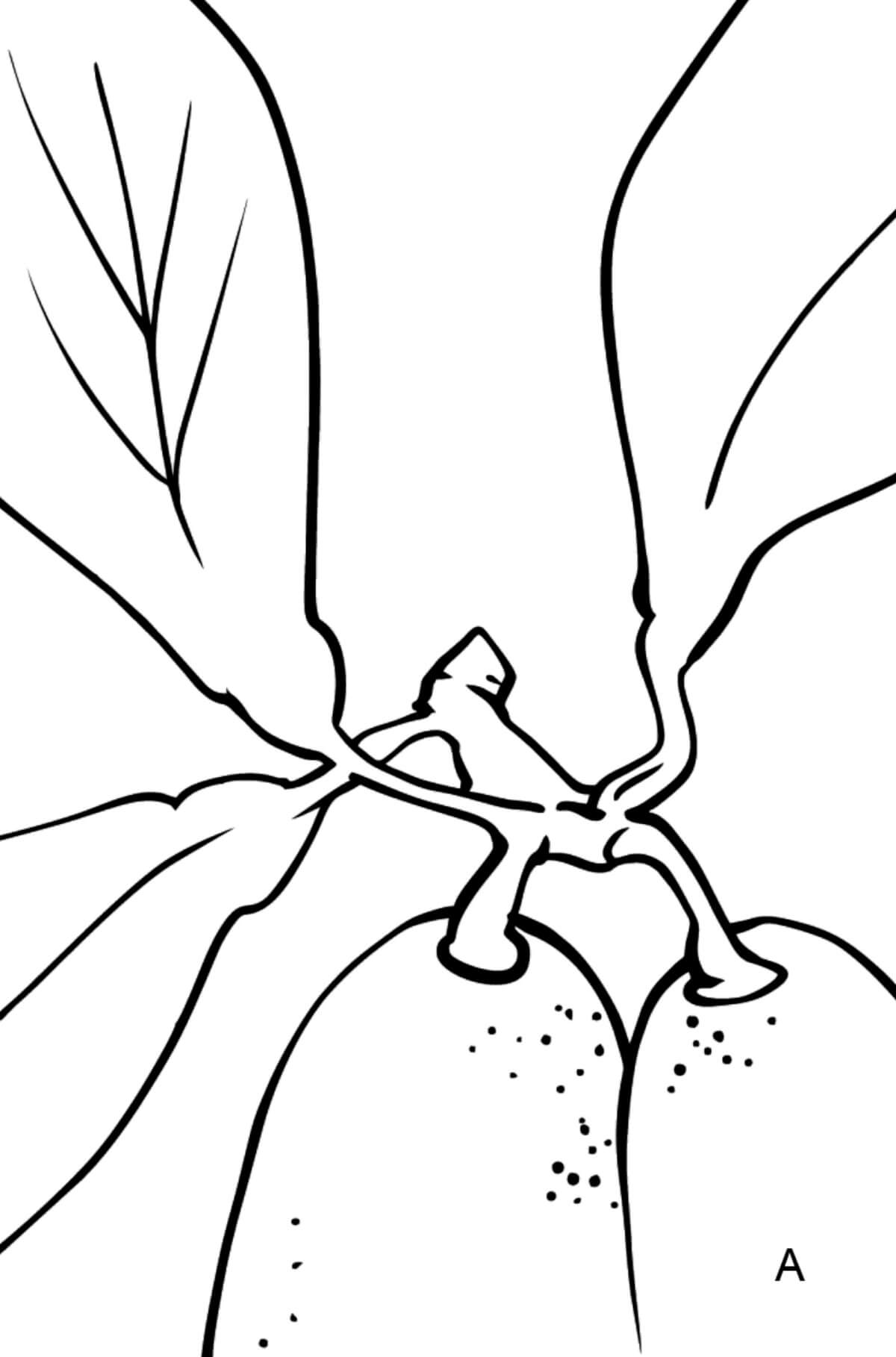 dibujo bonito kumquat para colorear