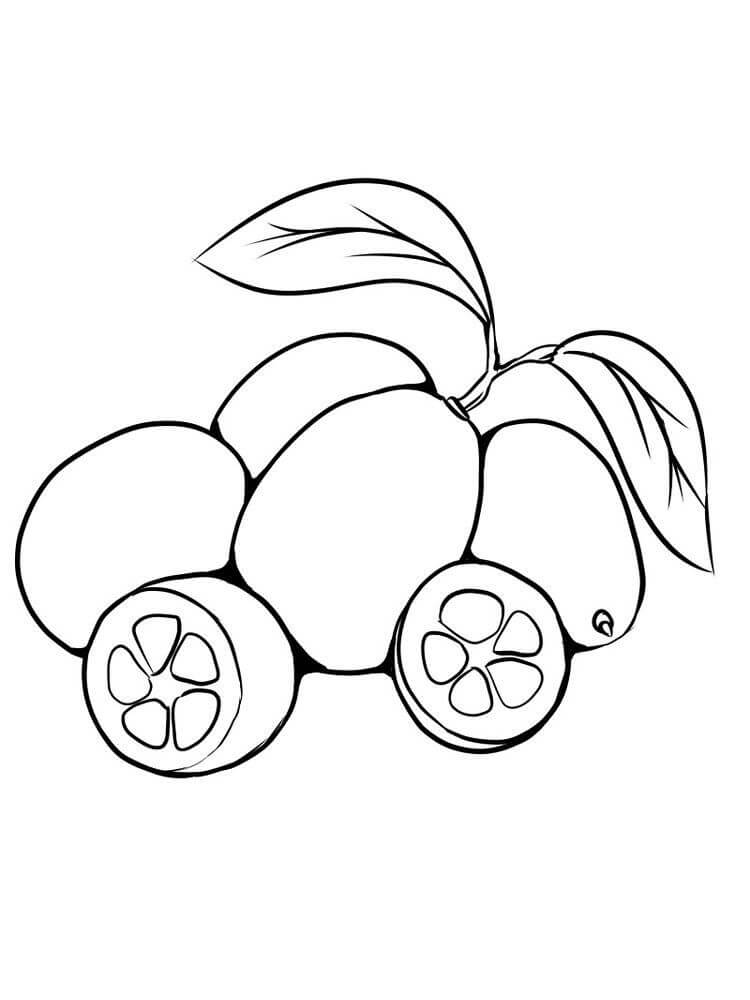 dibujo gran kumquat para colorear