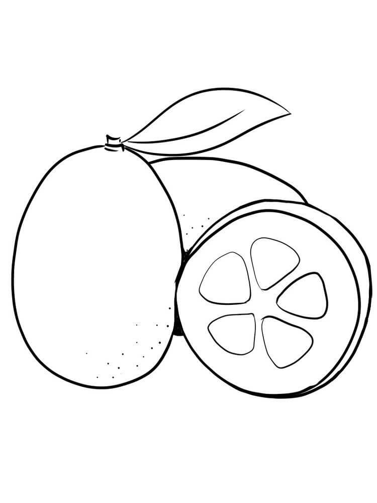dibujo kumquat basico con hoja para colorear