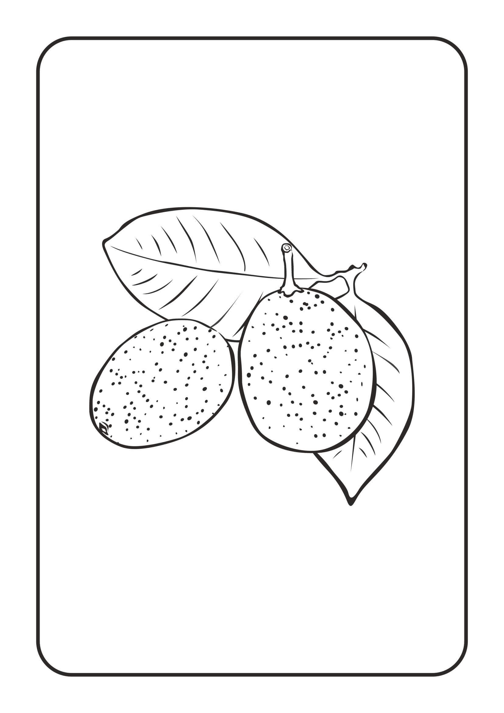 dibujo kumquat basico para colorear