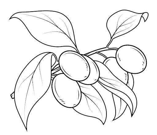 dibujo kumquat con hoja para colorear