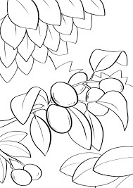 dibujo kumquat en rama de arbol para colorear