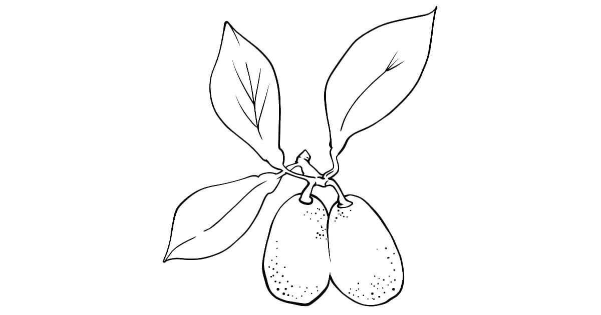 dibujo kumquat imprimible para colorear