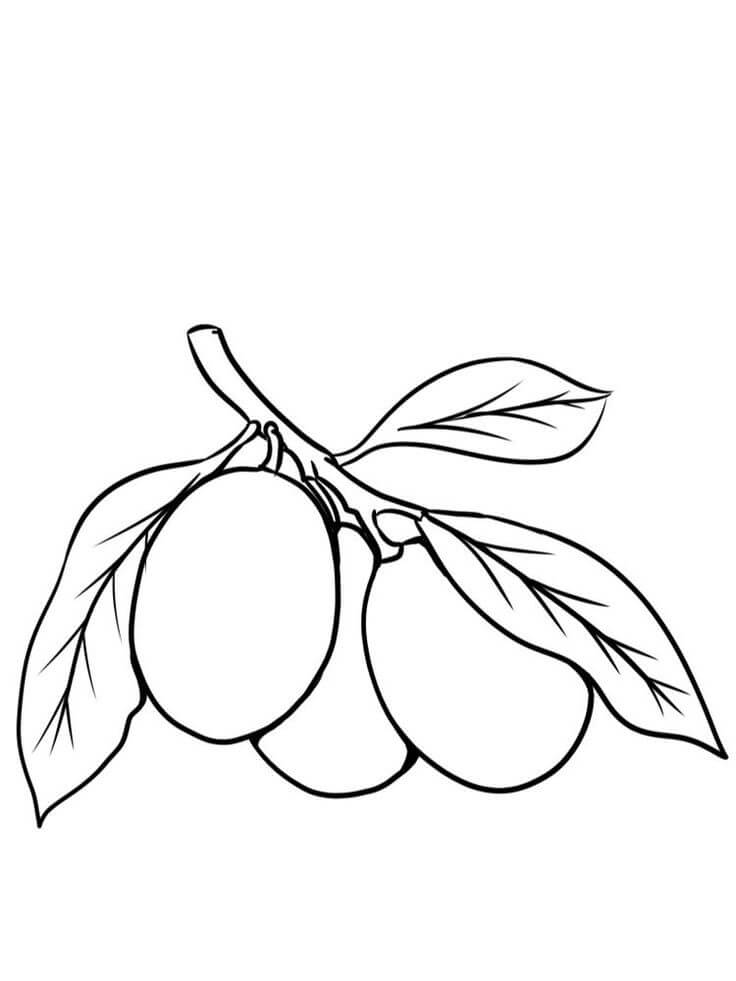 dibujo kumquat normal para colorear