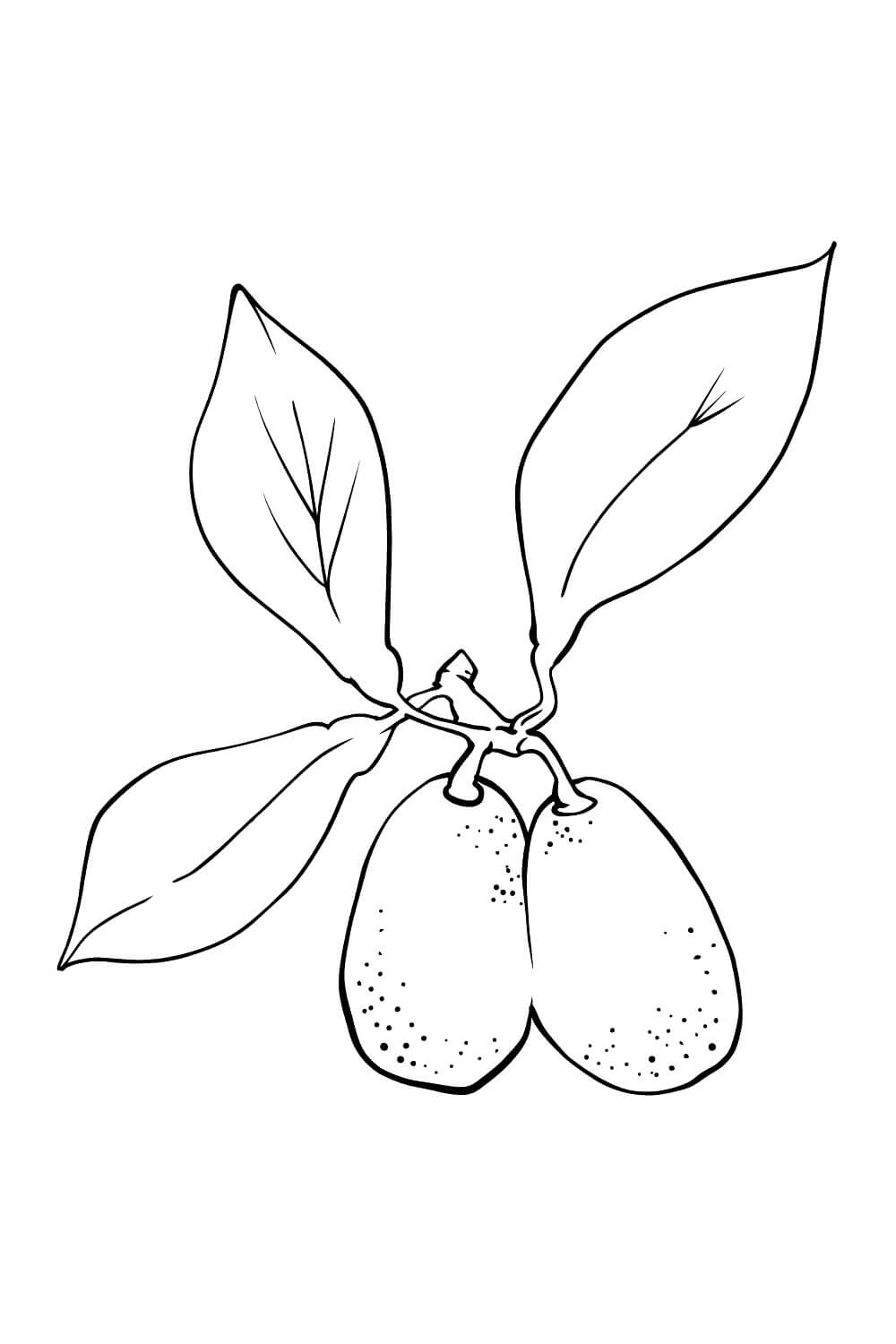 dibujo kumquat perfecto para colorear