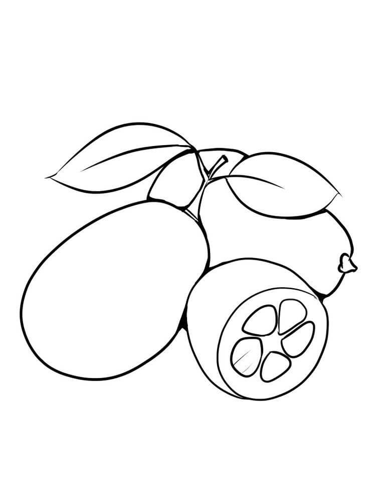 dibujo kumquat sencillo para colorear