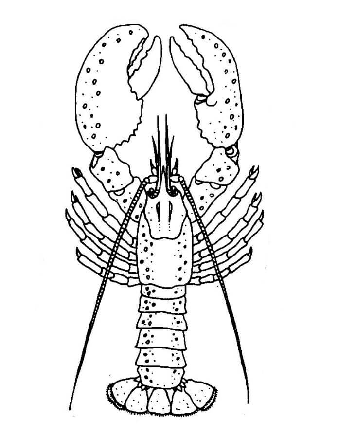 dibujo langosta dulce para colorear