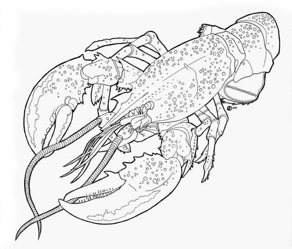 dibujo langosta increible para colorear
