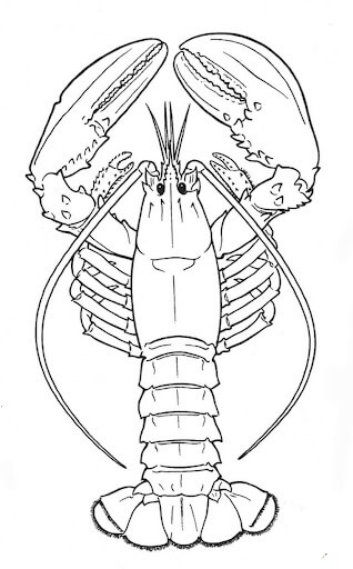 dibujo langosta normal para colorear