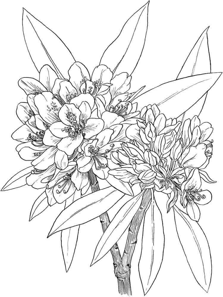 Dibujo de Flor de Laurel para Colorear y Imprimir