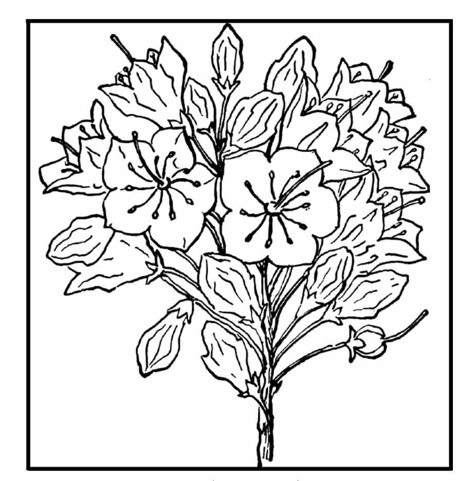 Dibujo de Flor de Los Estados Distinguidos para Colorear y Imprimir