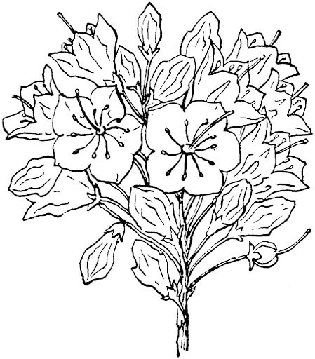 Dibujo de Kalmia Latifolia o Laurel de Montaña para Colorear y Imprimir