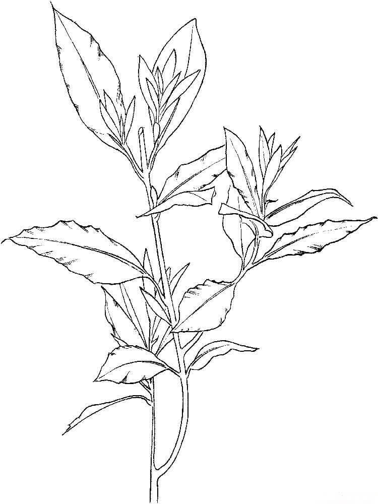 Dibujo de Laurel de Árbol para Colorear y Imprimir