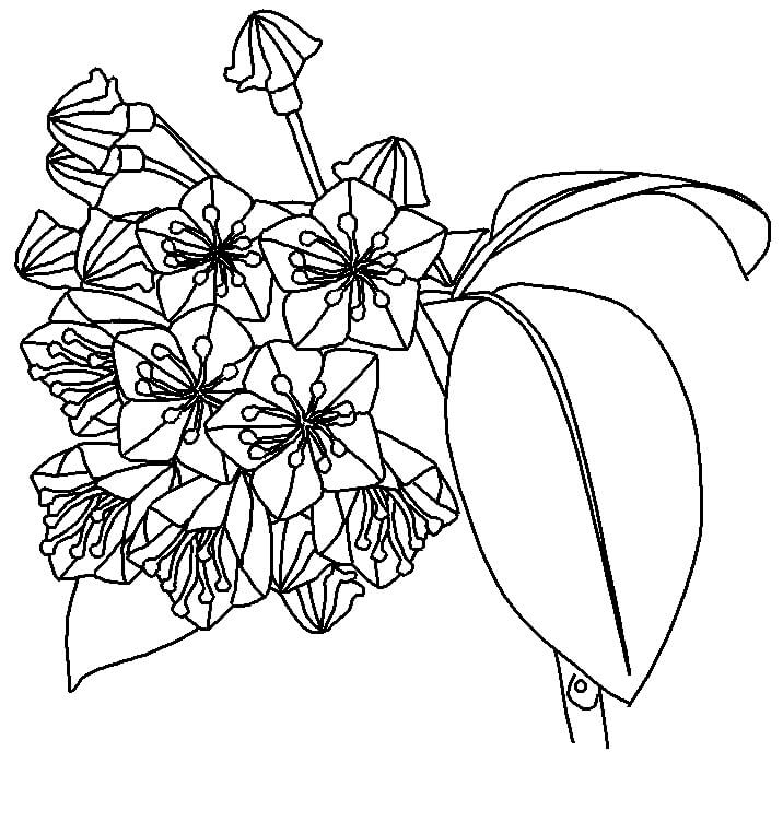 Dibujo de Laurel de Montaña para Colorear y Imprimir