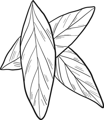 Dibujo de Laurel de Tres Hojas para Colorear y Imprimir
