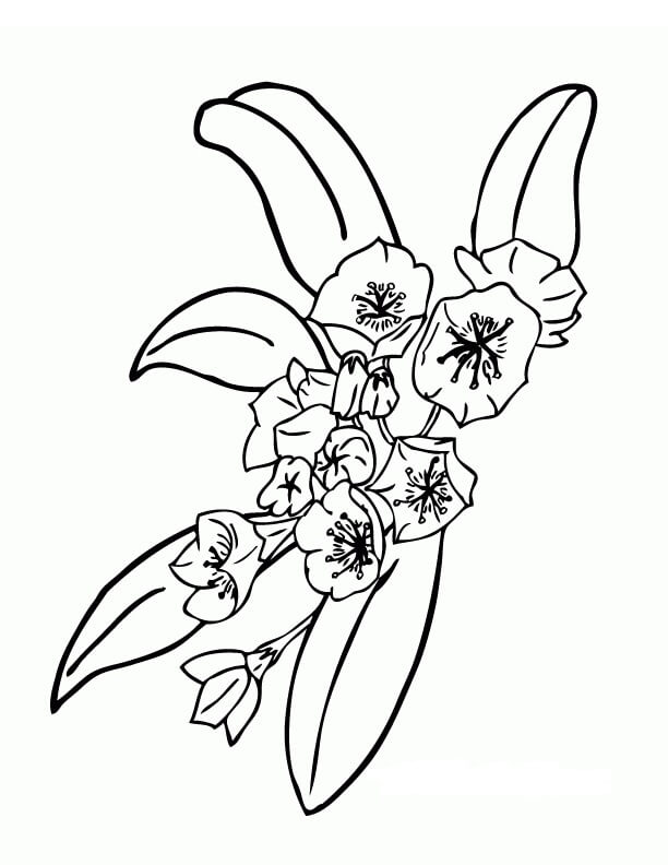 Dibujo de Laurel Hermosa para Colorear y Imprimir