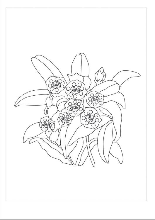 Dibujo de Laurel Imprimible para Colorear y Imprimir