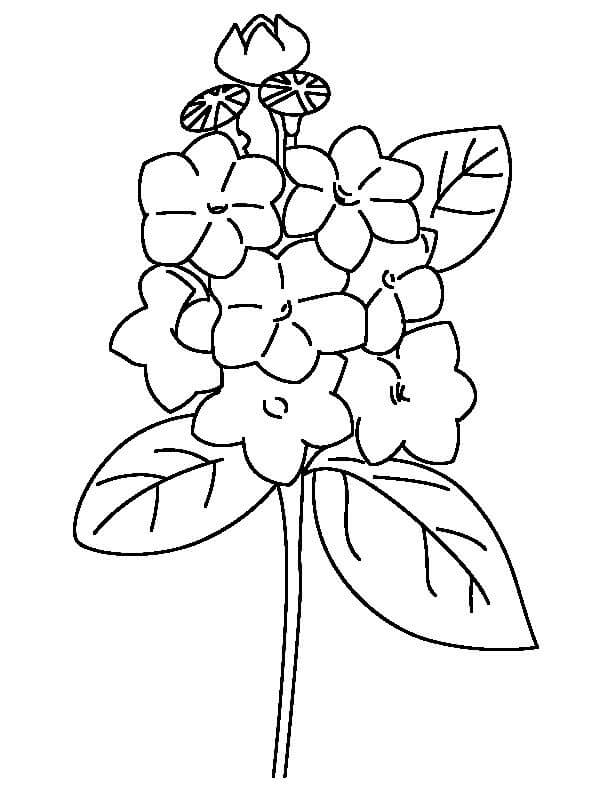 Dibujo de Laurel Simple para Colorear y Imprimir