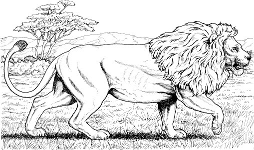 Dibujo de León Africano Caminando para Colorear y Imprimir