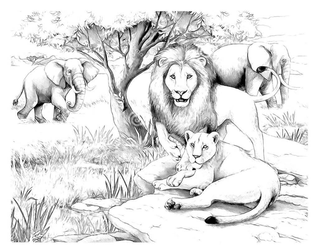 Dibujo de Leones Africanos Adultos para Colorear y Imprimir