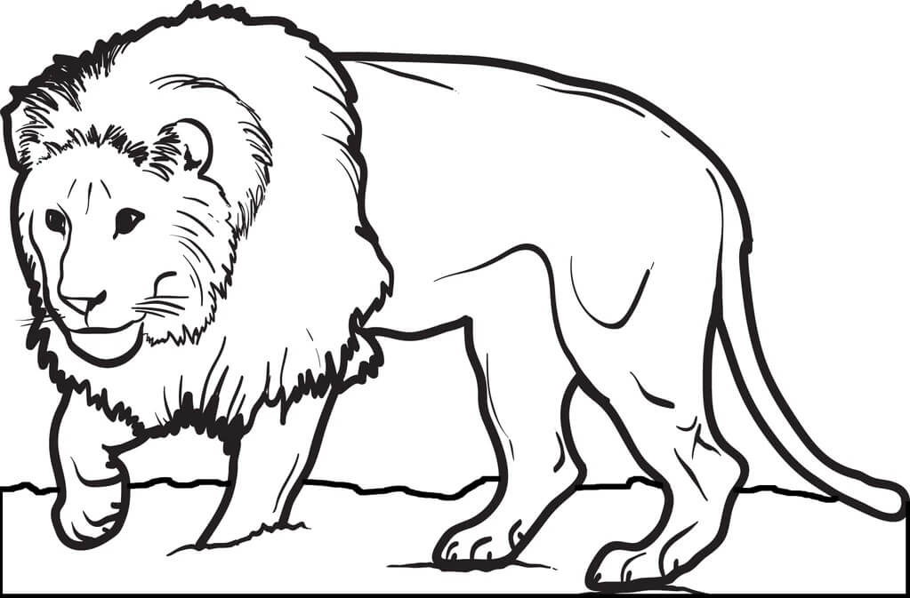 Dibujo de Lleon Gordo para Colorear y Imprimir