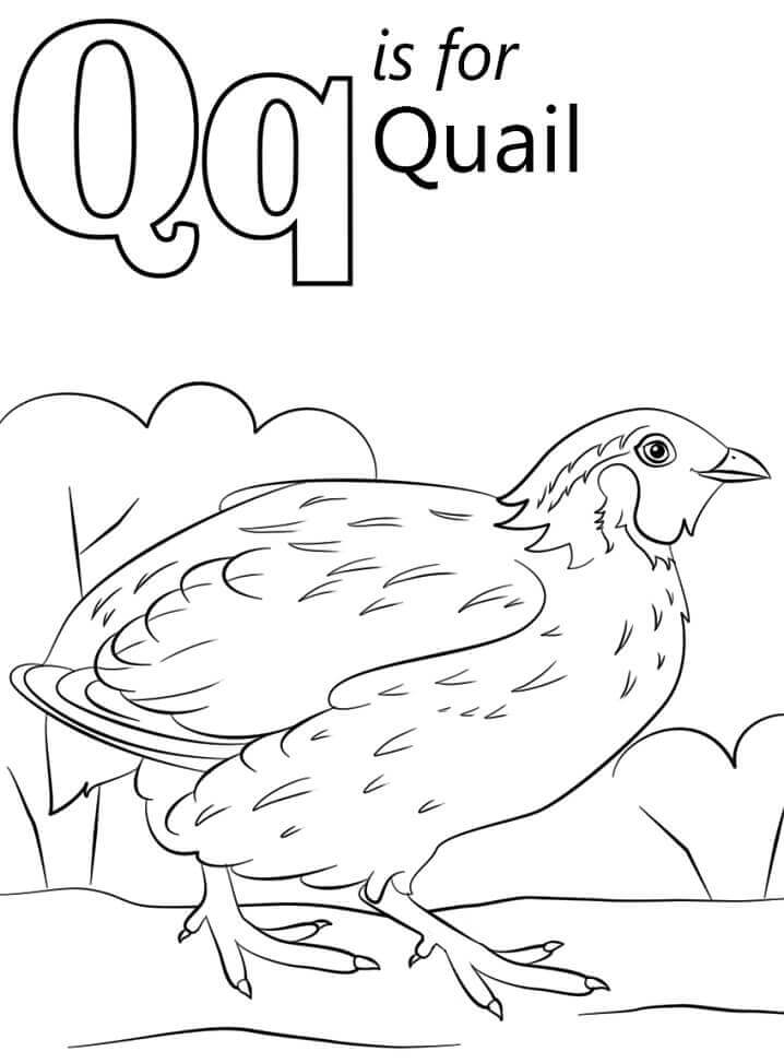 dibujos codorniz letra q para colorear