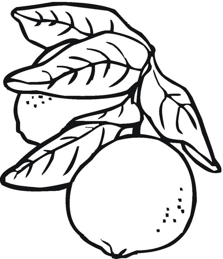 dibujo dos limones con hojas para colorear
