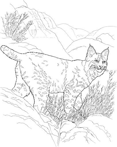 dibujo adorable lince para colorear