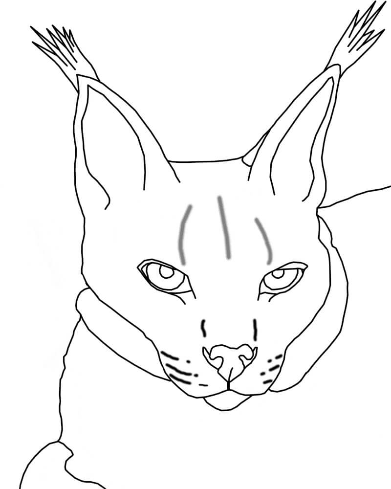 dibujo gran lince para colorear