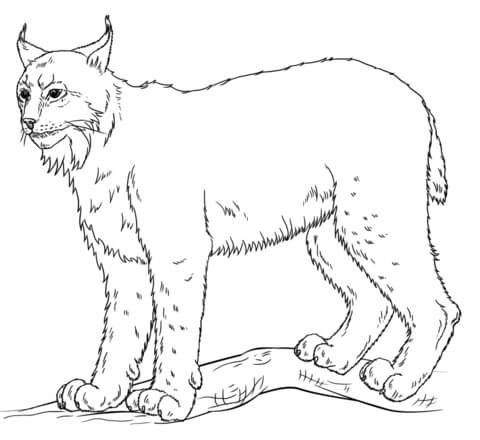 dibujo lince basico para colorear