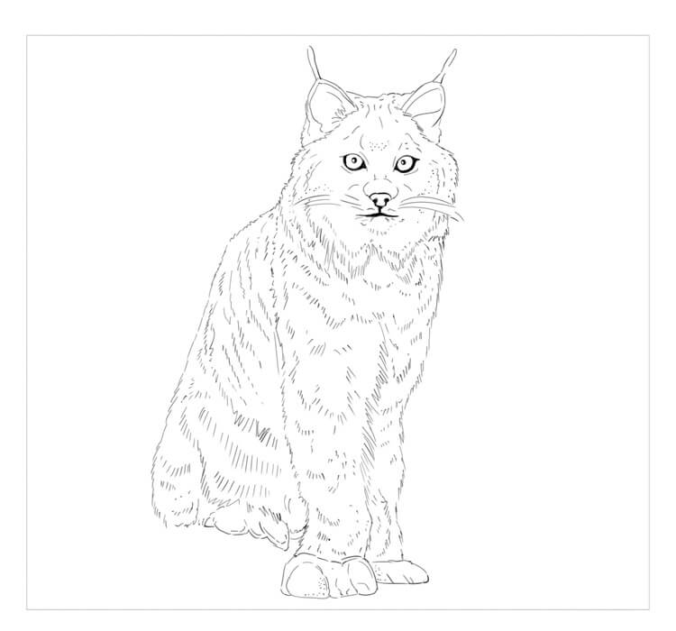 dibujo lince de canada para colorear