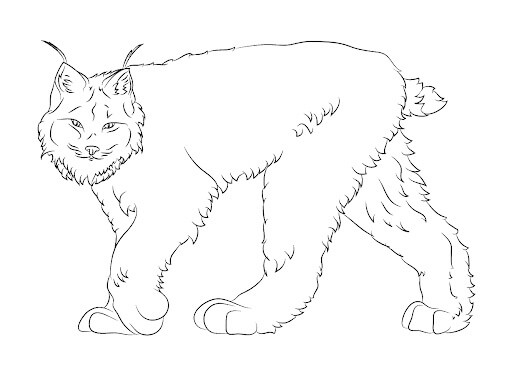 dibujo lince de canada sentado para colorear