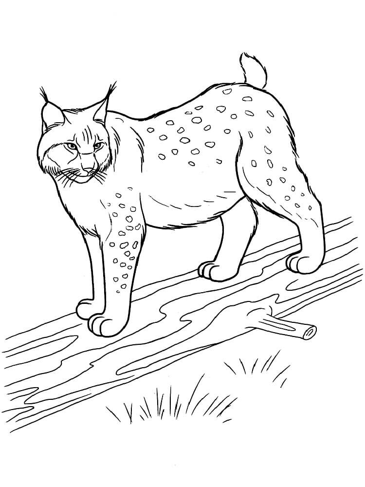 dibujo lince de pie sobre un cuerpo de madera para colorear
